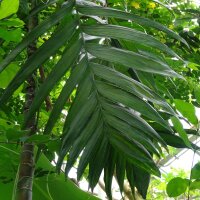 Palma de betel / nuez de betel (Areca catechu) semillas