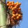 Palma de betel / nuez de betel (Areca catechu) semillas