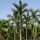 Palma de betel / nuez de betel (Areca catechu) semillas