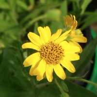 Árnica americana (Arnica chamissonis ssp. foliosa)...