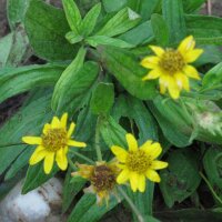 Árnica americana (Arnica chamissonis ssp. foliosa) semillas