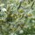 Ajenjo (Artemisia absinthium) semillas