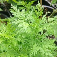 Qing Hao / Ajenjo chino (Artemisia annua) semillas