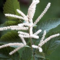 Plumas de novia (Aruncus dioicus syn. A. sylvestris)...