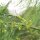 Espárrago verde (Asparagus officinalis) semillas