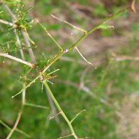Espárrago triguero (Asparagus acutifolius) semillas