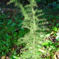 Espárrago triguero (Asparagus acutifolius)