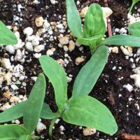 Armuelle verde (Atriplex hortensis) semillas