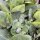 Armuelle verde (Atriplex hortensis) semillas