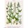 Armuelle verde (Atriplex hortensis) semillas