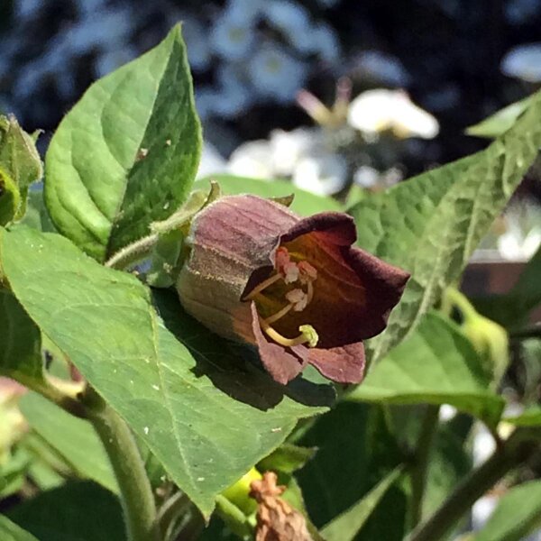 Belladonna (Atropa belladonna var. belladonna) semillas