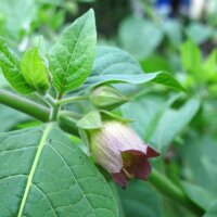 Belladonna (Atropa belladonna var. belladonna) semillas