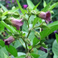 Belladonna (Atropa belladonna var. belladonna) semillas