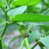 Belladonna (Atropa belladonna var. belladonna) semillas