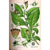 Belladonna (Atropa belladonna var. belladonna) semillas