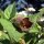 Belladonna (Atropa belladonna var. belladonna) semillas
