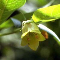 Belladonna amarilla (Atropa belladonna var. lutea) semillas
