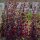 Armuelle rojo (Atriplex hortensis) semillas