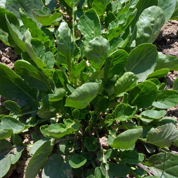 Hierba de Santa Bárbara (Barbarea vulgaris) semillas