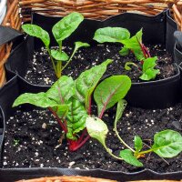 Acelga roja Vulkan (Beta vulgaris var. cicla) semillas