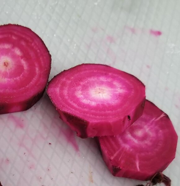 Remolacha roja Crapaudine (Beta vulgaris) semillas