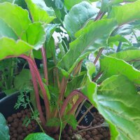 Remolacha roja "Crapaudine" (Beta vulgaris)