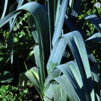 Puerro "Blauwgroene Winter" (Allium porrum) orgánico semillas