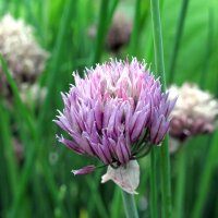 Cebollino Gonzales (Allium schoenoprasum) orgánico...