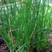 Cebollino Gonzales (Allium schoenoprasum) orgánico...