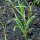 Eneldo (Anethum graveolens) orgánico semillas