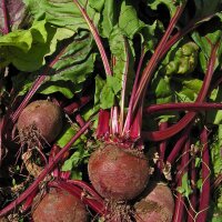 Remolacha roja Robuschka (Beta vulgaris) orgánico...