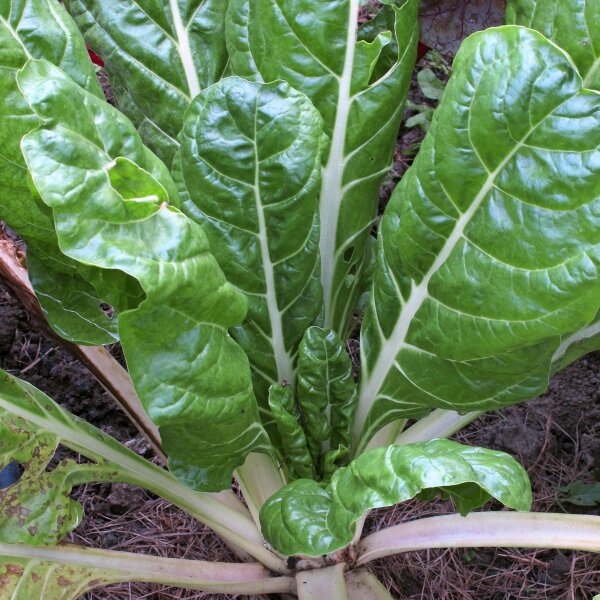 Acelga "Glatter Silber" (Beta vulgaris) orgánico semillas