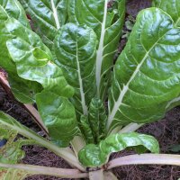 Acelga "Glatter Silber" (Beta vulgaris)...