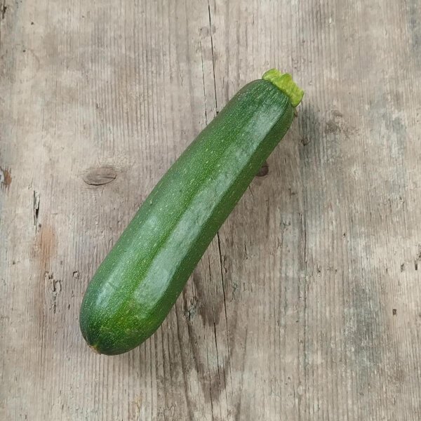 Calabacín Zuboda (Cucurbita pepo) orgánico semillas