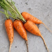 Zanahoria "Rodelika" (Daucus carota)...