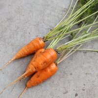 Zanahoria "Rodelika" (Daucus carota)...