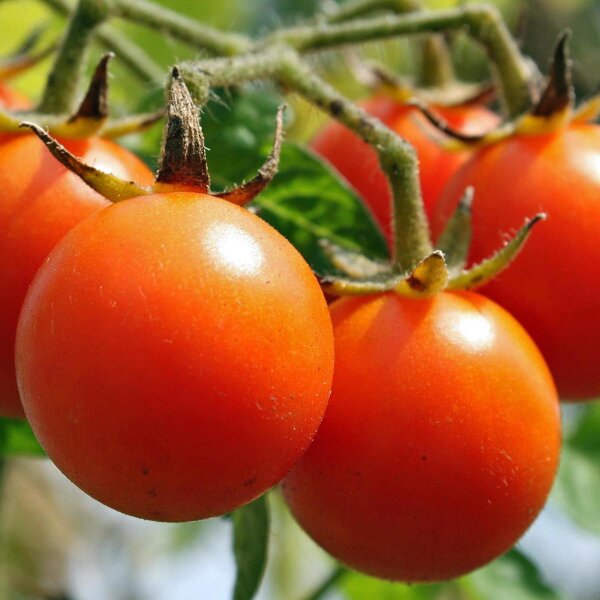 Tomate "Matina" (Solanum lycopersicum) orgánico semillas