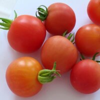 Tomate "Matina" (Solanum lycopersicum) orgánico semillas