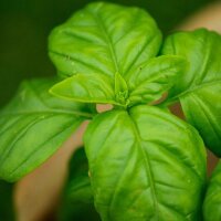 Albahaca "Medium" (Ocimum basilicum)...