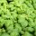 Albahaca "Medium" (Ocimum basilicum) orgánico semillas