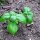 Albahaca "Medium" (Ocimum basilicum) orgánico semillas
