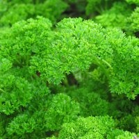 Perejil Mooskrause (Petroselinum crispum) orgánico...