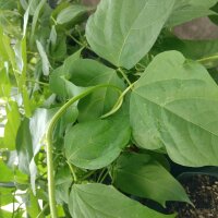 Judía enana verde Saxa (Phaseolus vulgaris) orgánico semillas