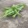 Judía enana verde Saxa (Phaseolus vulgaris) orgánico semillas