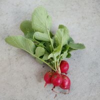 Rábano Sora (Raphanus sativus) orgánico...