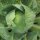 Col repollo Dottenfelder Dauer (Brassica oleracea) orgánico semillas