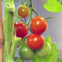 Tomate en rama "Zuckertraube" (Solanum lycopersicum) orgánico semillas