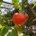 Tomate en rama "Zuckertraube" (Solanum lycopersicum) orgánico semillas