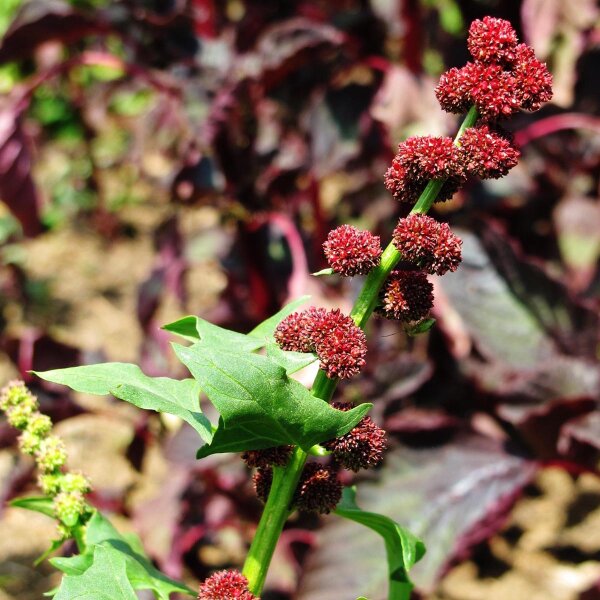 Bledo de fresa (Blitum capitatum) semillas