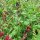 Bledo de fresa (Blitum capitatum) semillas